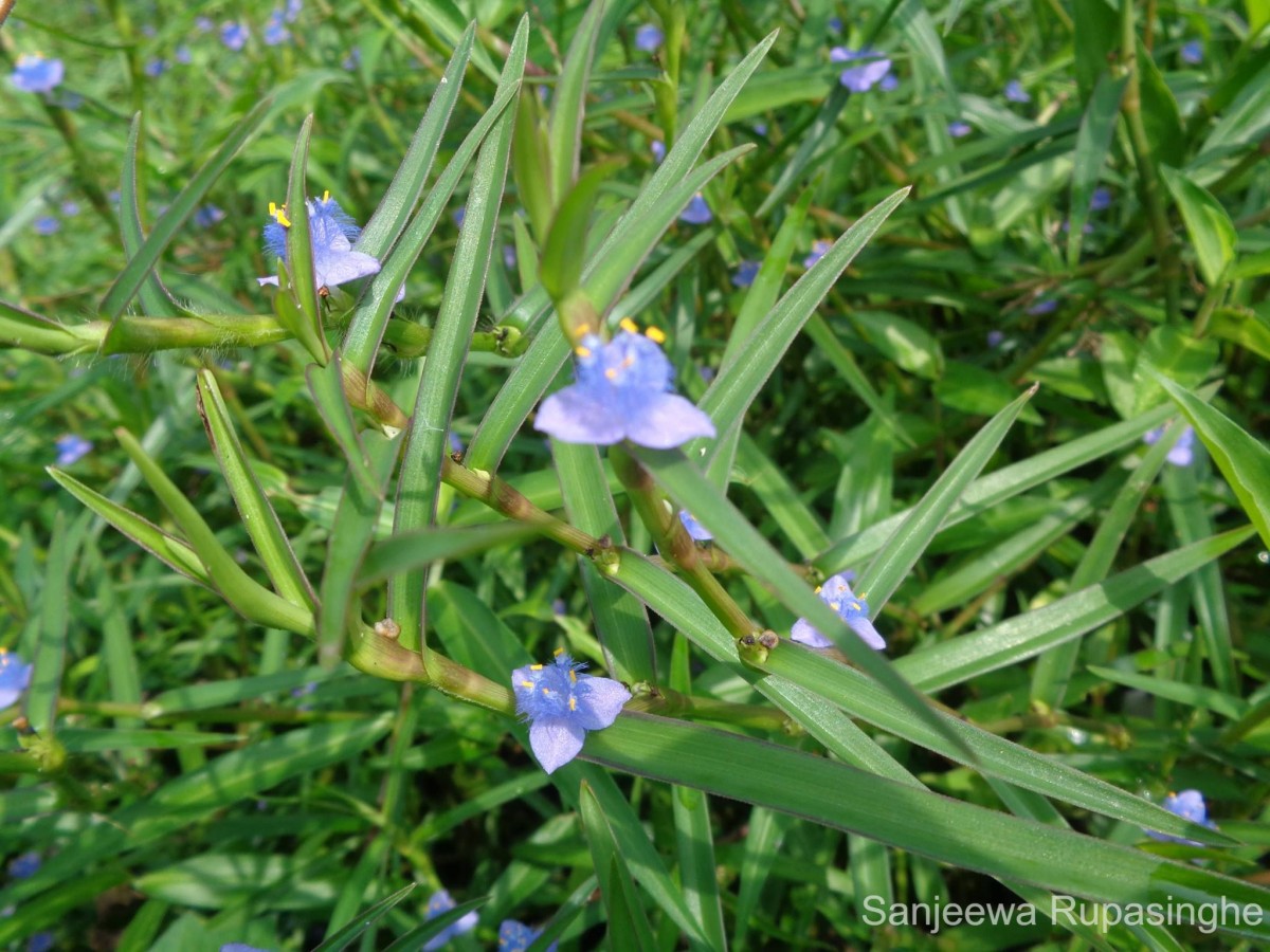 Cyanotis axillaris (L.) D.Don ex Sweet